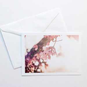5x7 Pink Cherry Blossoms Postcard